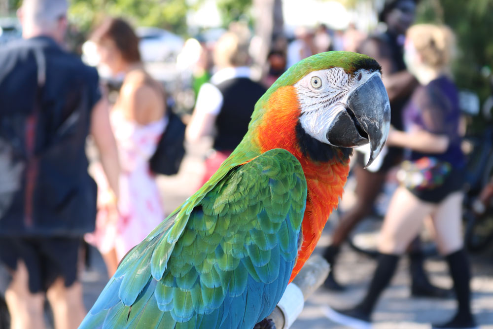 Zombie Bike Ride 2018 photo - Duval Street, Key West